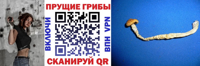 цена наркотик  Шали  Галлюциногенные грибы Cubensis 